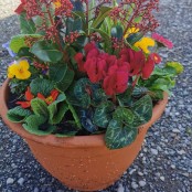 Seasonal Planter